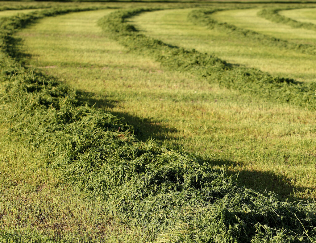 Alfalfa Field