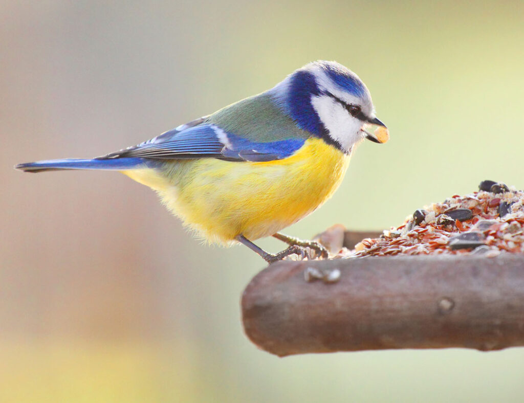 Bird feeding