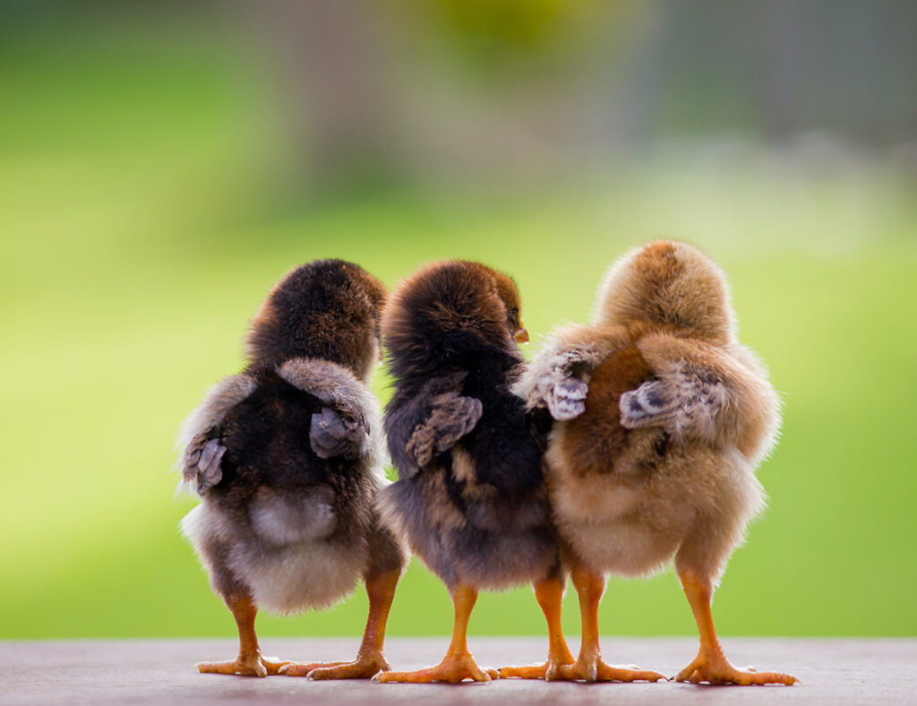 3 small chicks