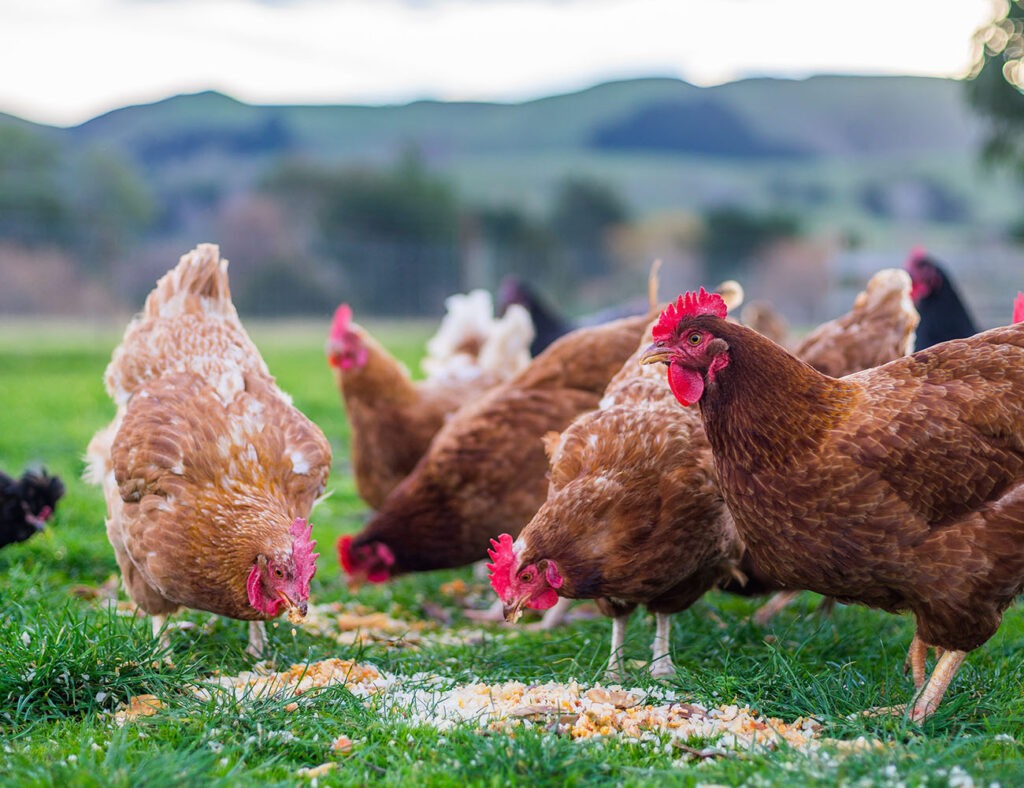 Chicken Feeding