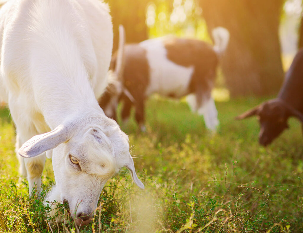 Goat Feeding