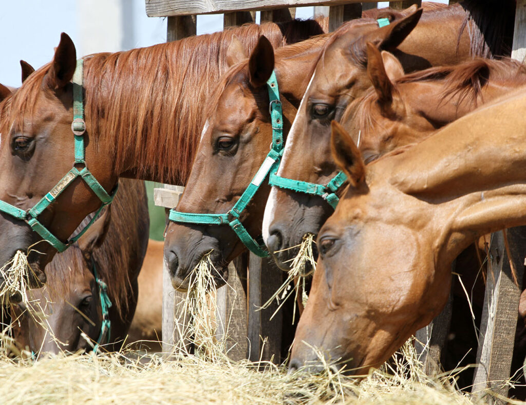 Horse Feeding