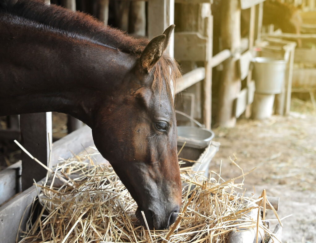 Pasture Grass