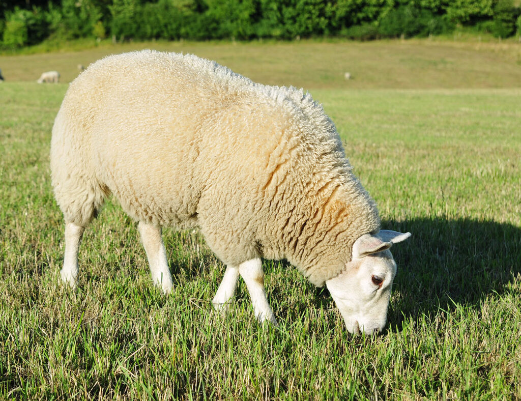 Sheep on grass