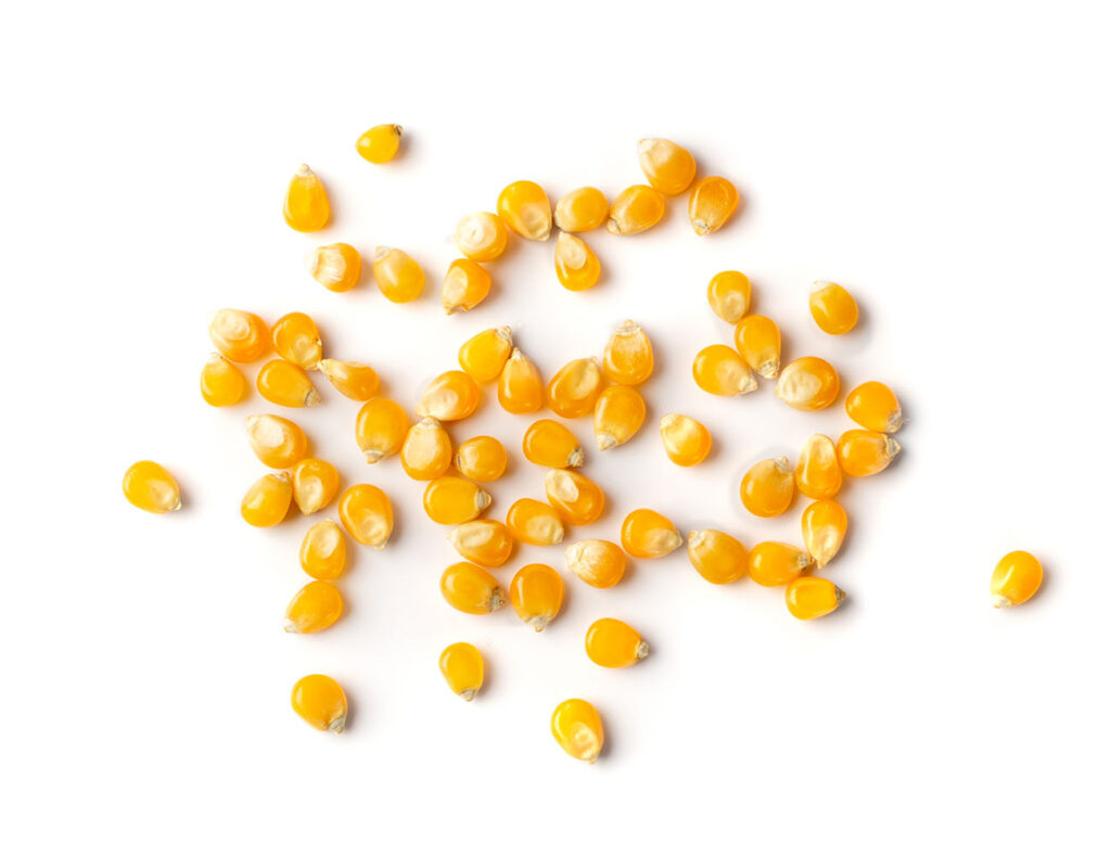 Yellow Corn